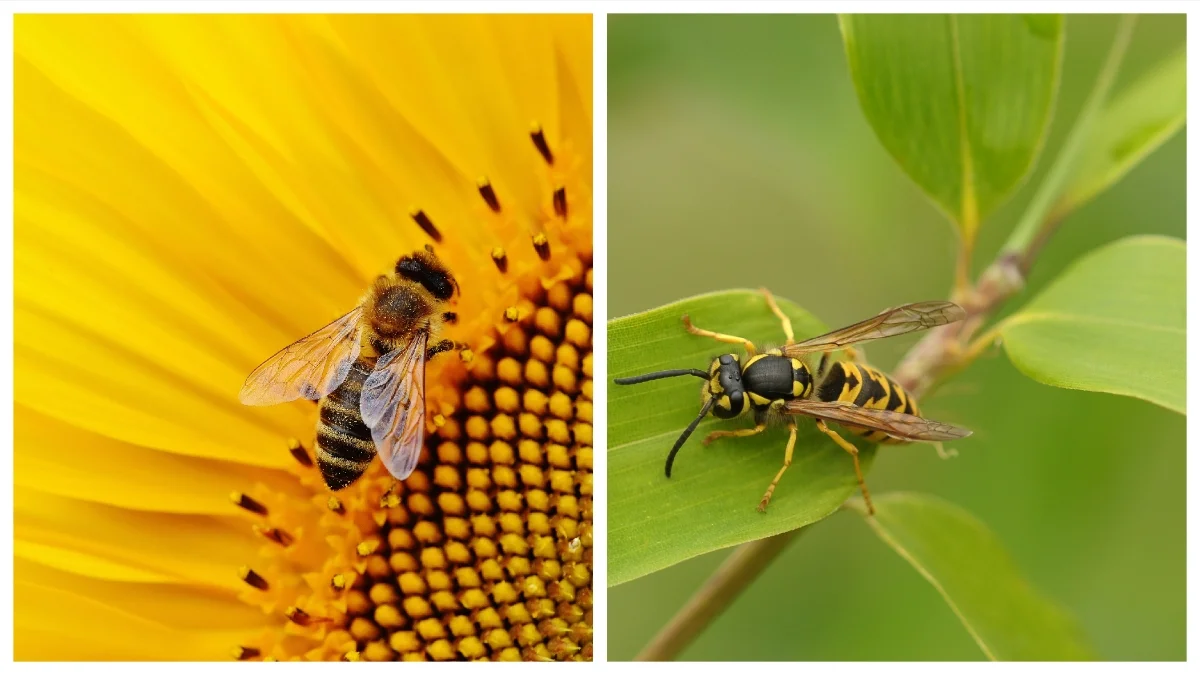 diferenta dintre albina si viespe